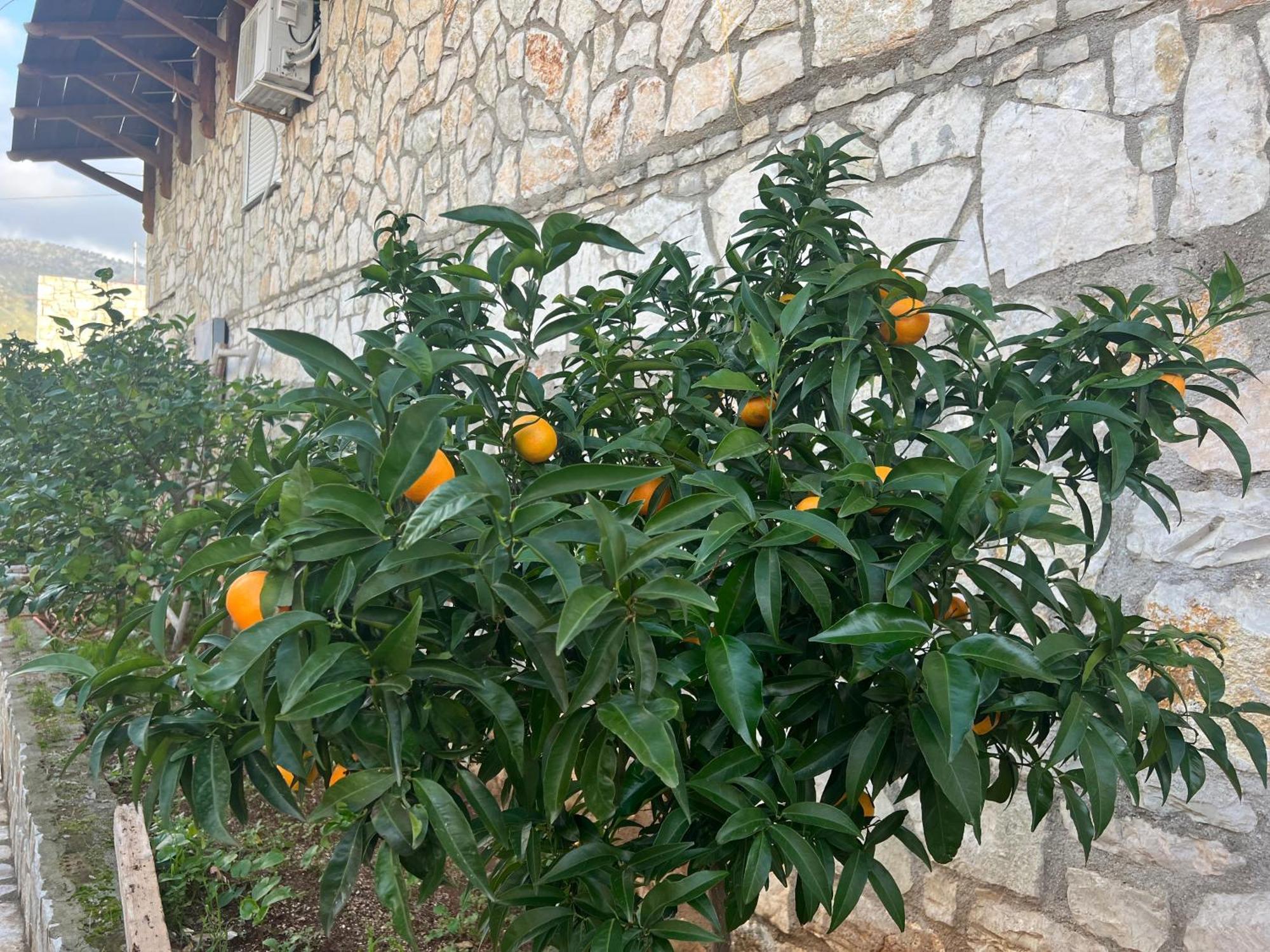 Отель Jardin Miraculeux Химара Экстерьер фото