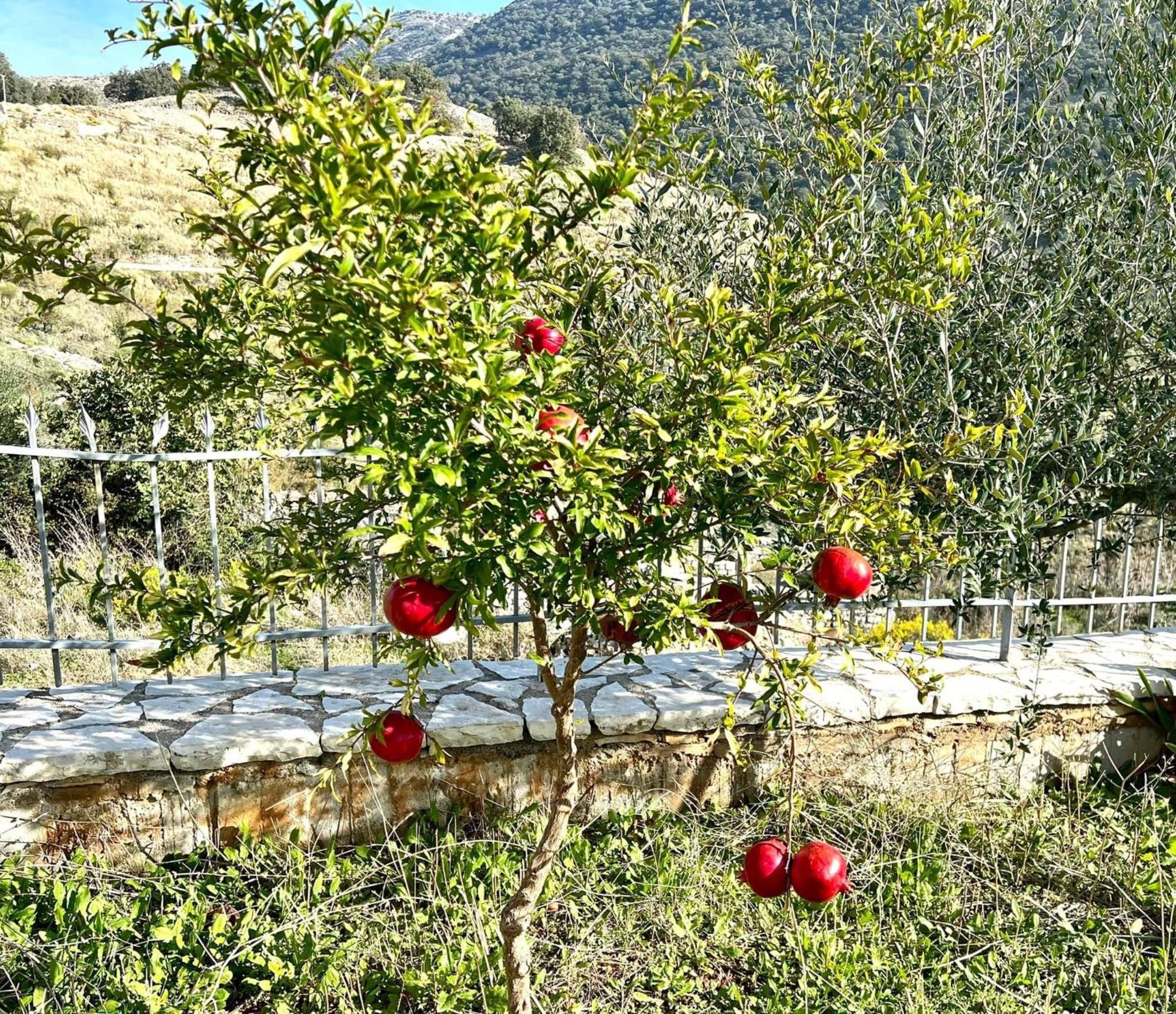 Отель Jardin Miraculeux Химара Экстерьер фото